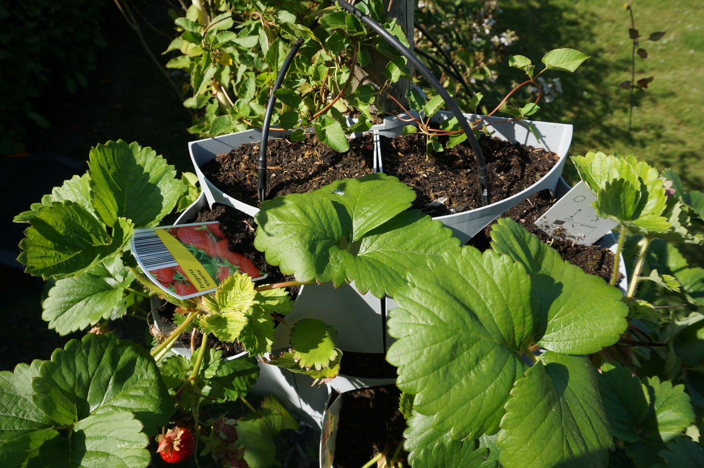 VitaVerti Planter – Versatile Vertical Planter for Urban Gardens