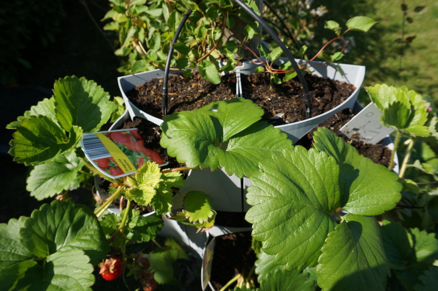 VitaVerti Planter – Versatile Vertical Planter for Urban Gardens